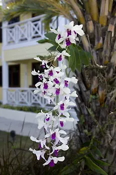 Aparthotel Buccaneer Beach Club Dickenson Bay